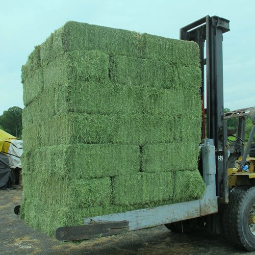 Rhodes Grass Hay – Integrated Limited